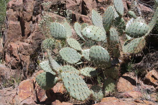 Image of pricklypear