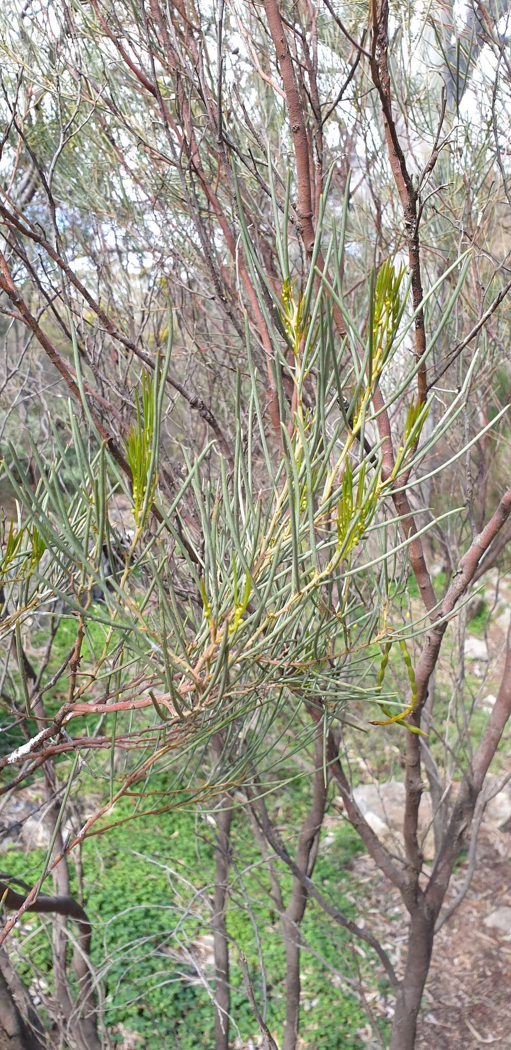 Image of broom wattle