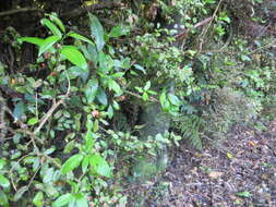 Image of Melicytus ramiflorus subsp. ramiflorus