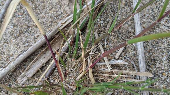 Image of purple sandgrass