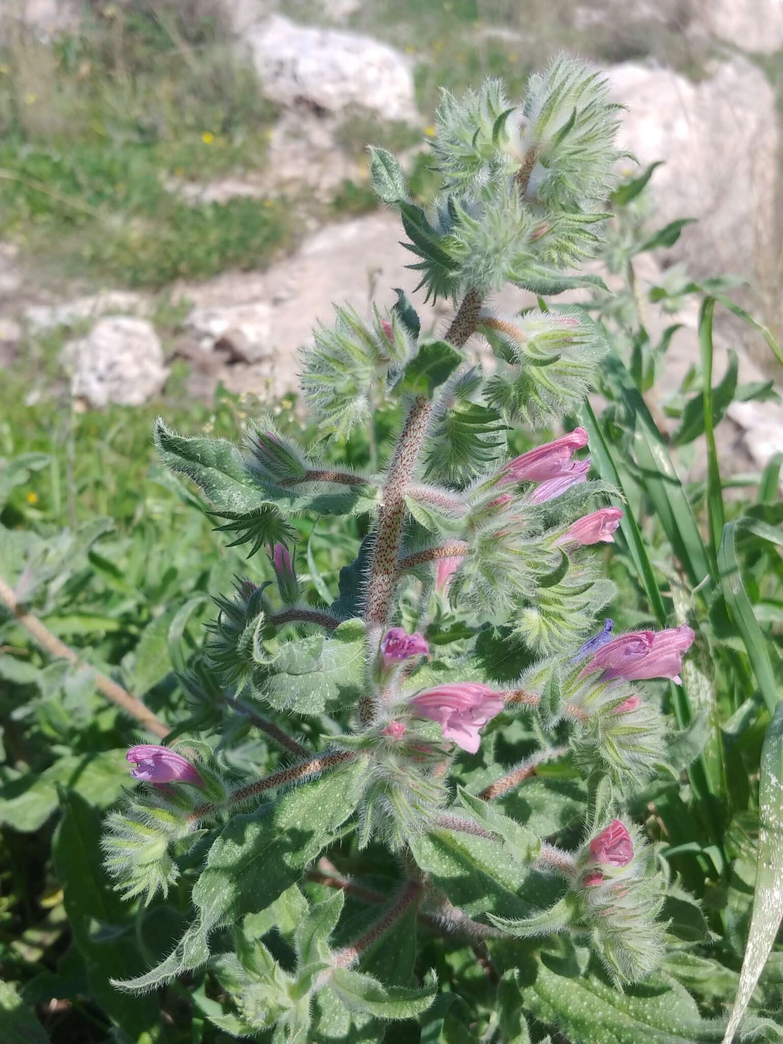 Image of Echium judaeum Lacaita