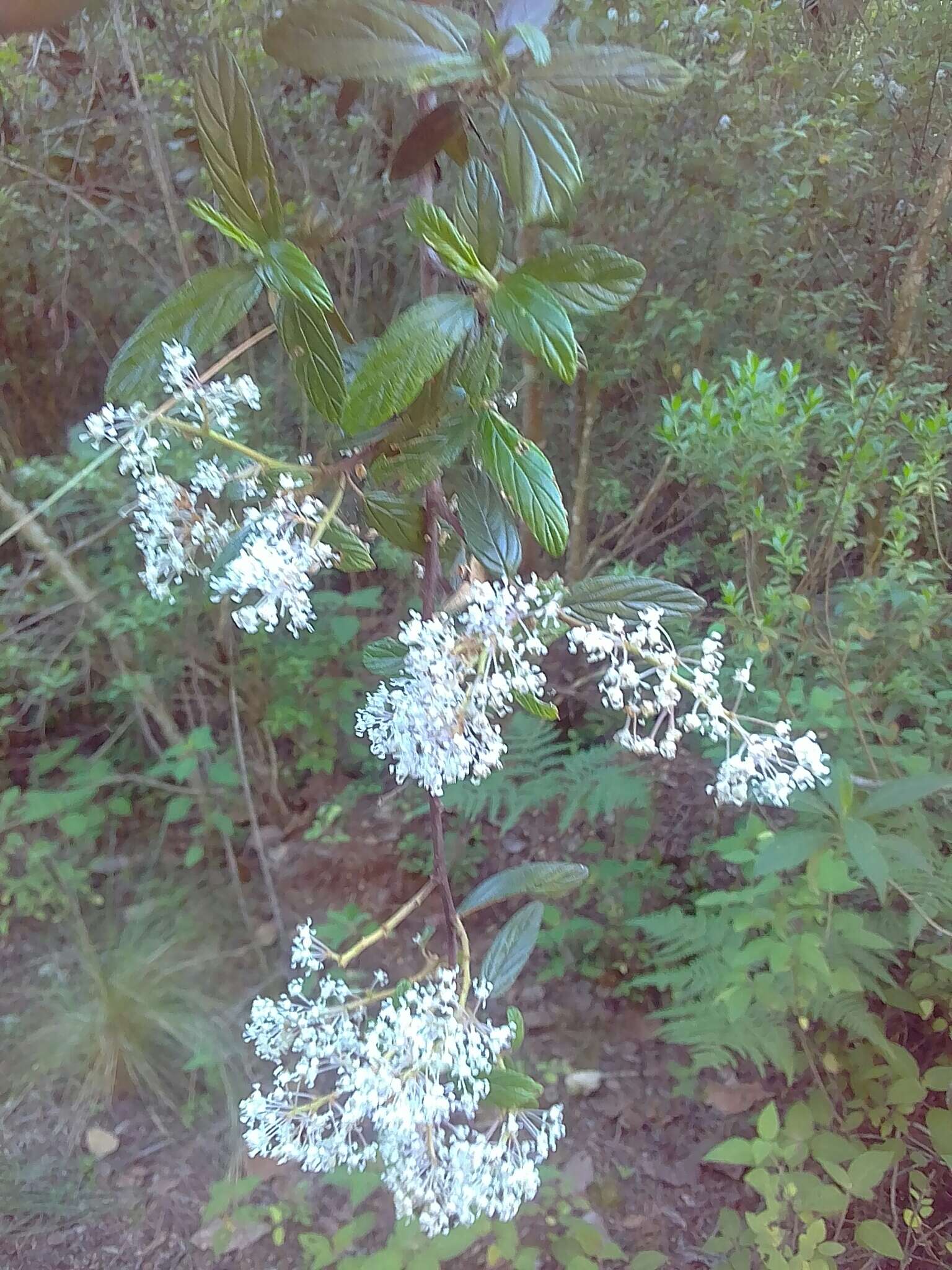 Image of Ceanothus caeruleus Lag.