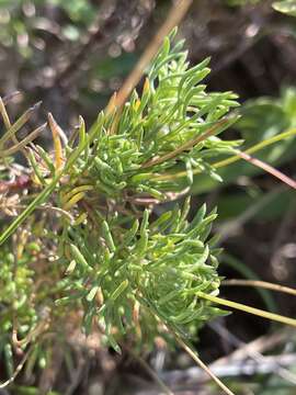 Image of Euryops leiocarpus (DC.) B. Nordenst.