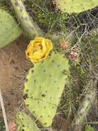 Image of pricklypear