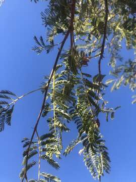 Imagem de Albizia harveyi E. Fourn.