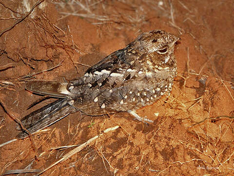 Image of Dusky Nightjar