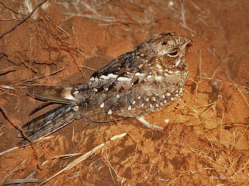 Слика од Caprimulgus fraenatus Salvadori 1884