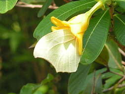 Image of Cascabela ovata (Cav.) H. Lippold