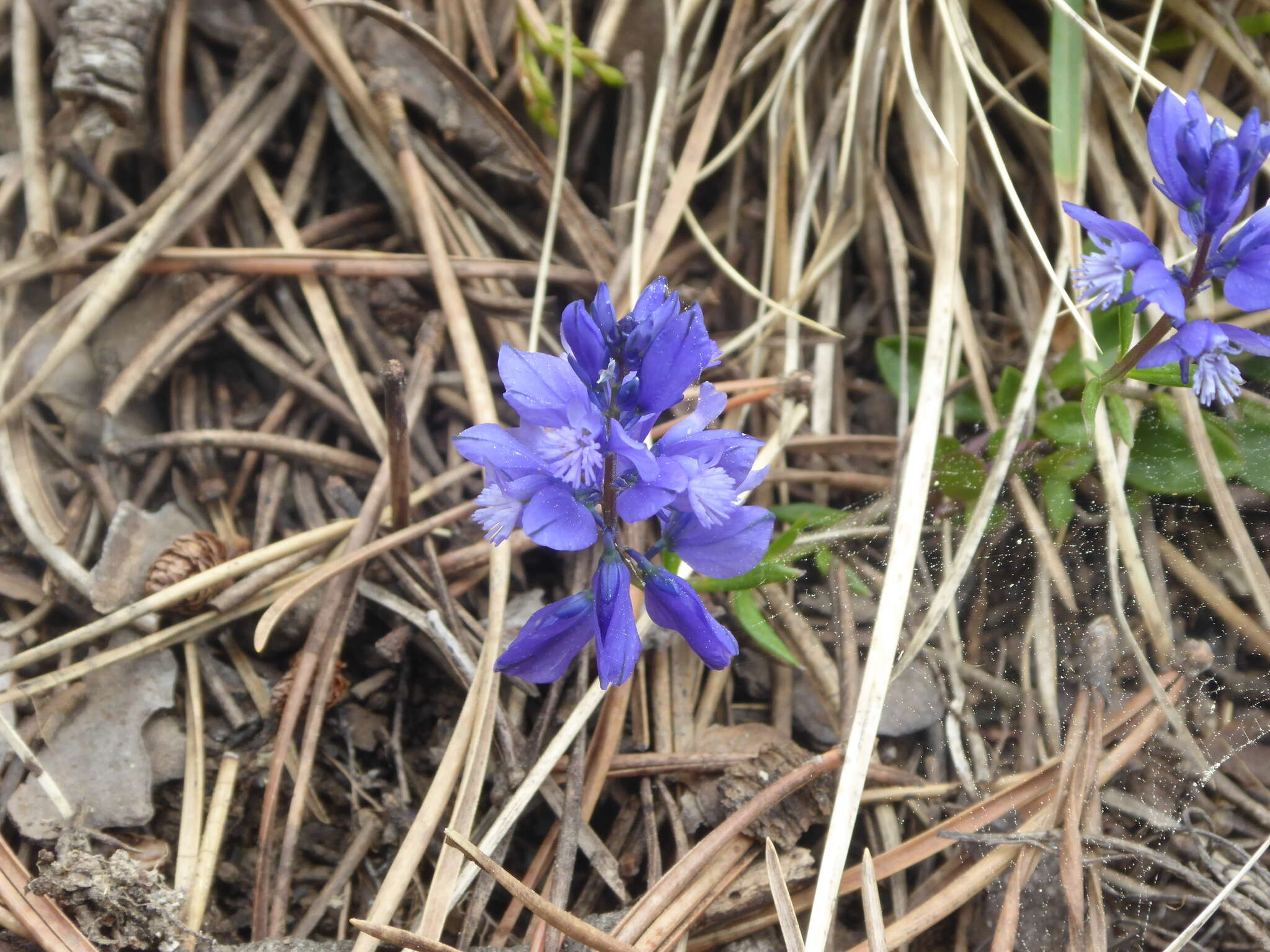 Image of Chalk milkwort