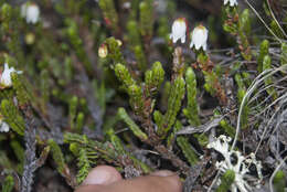 Image of white arctic mountain heather