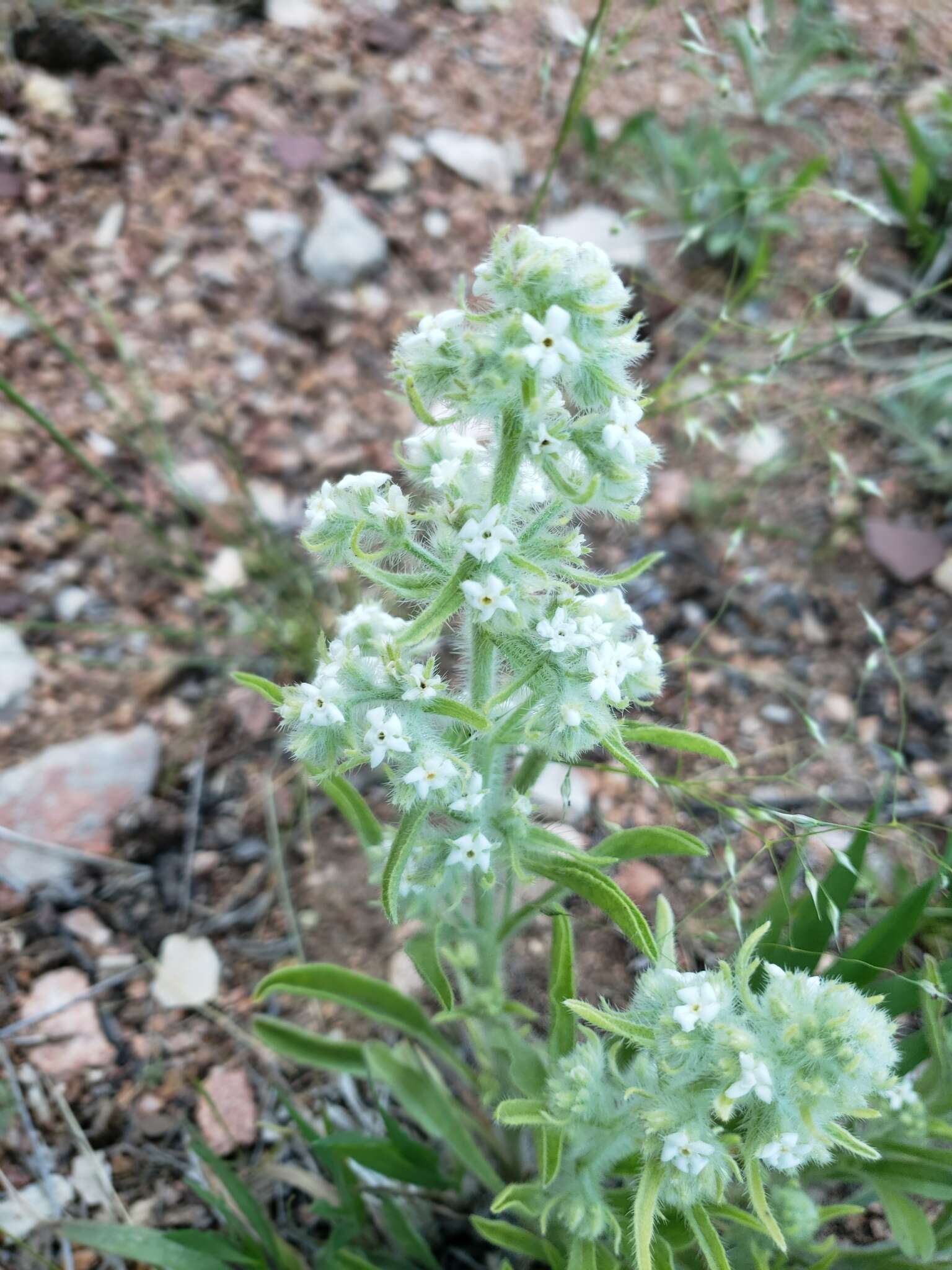 Image de Oreocarya thyrsiflora Greene