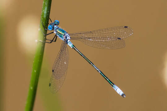 Image of Emerald Spreadwing