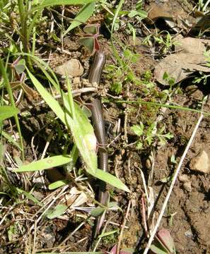 Image of Coal Skink