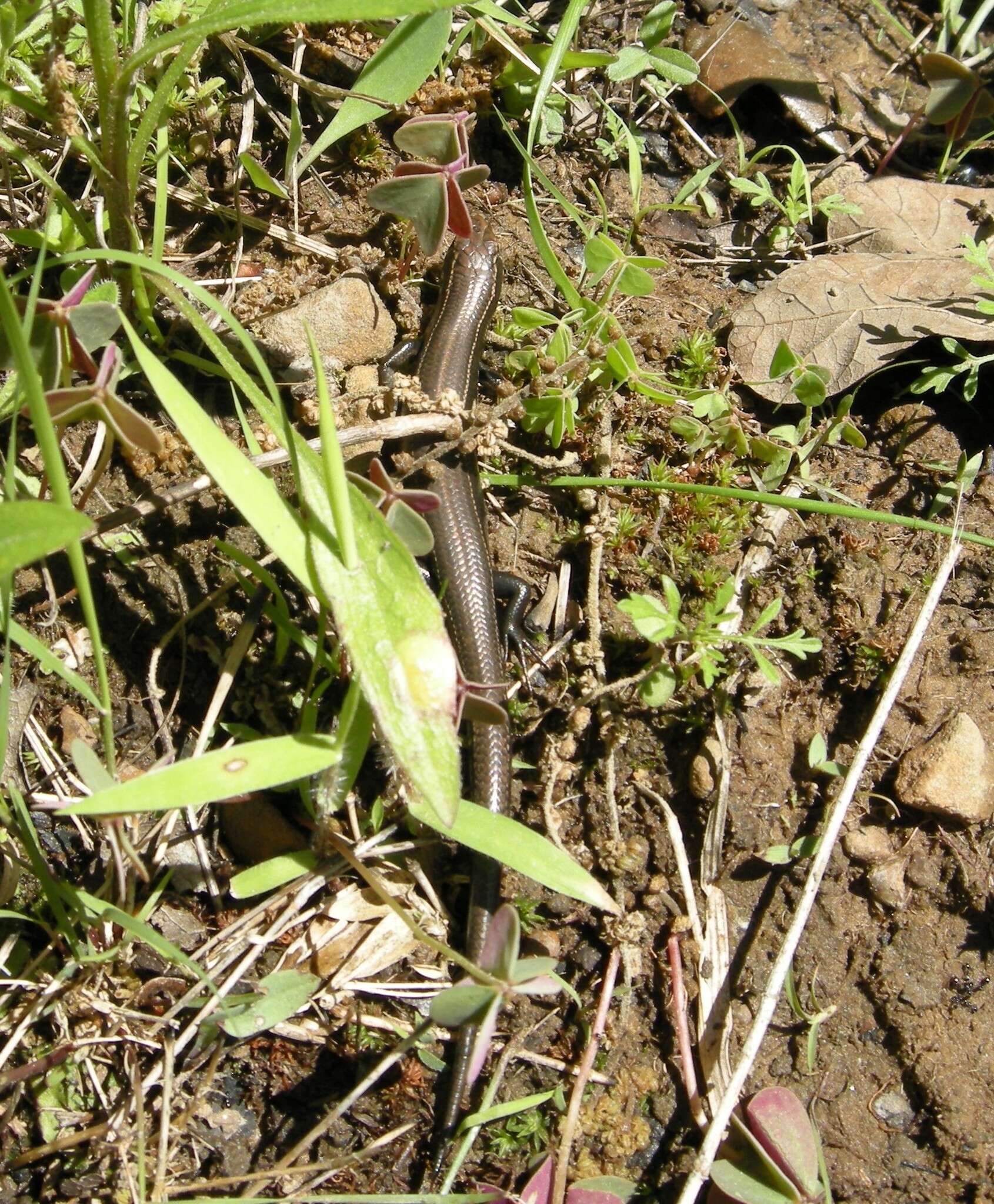 Image of Coal Skink