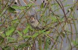 Image of White-throated Seedeater