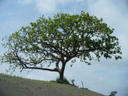 Image of gumbo limbo