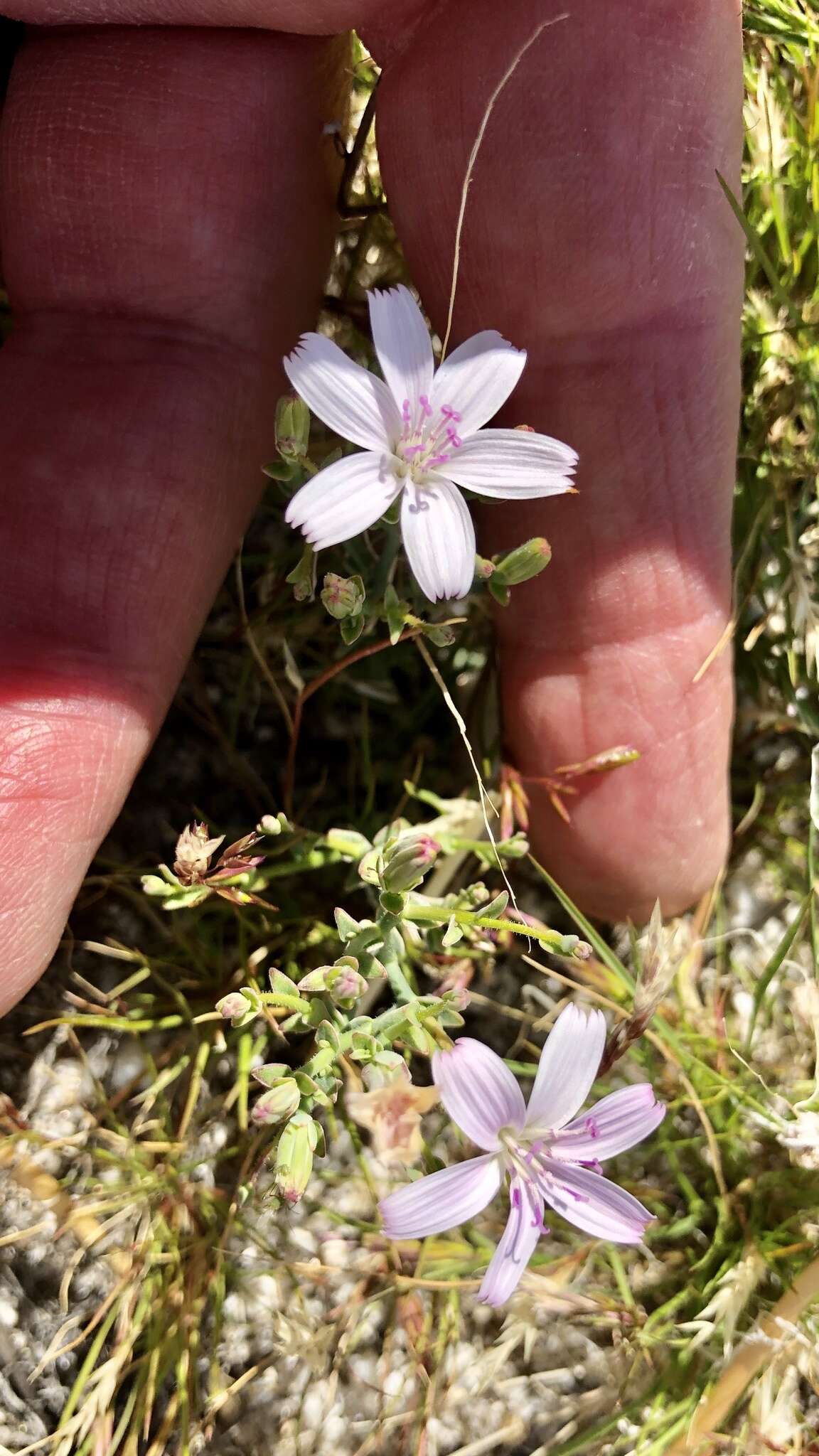 Image of small wirelettuce