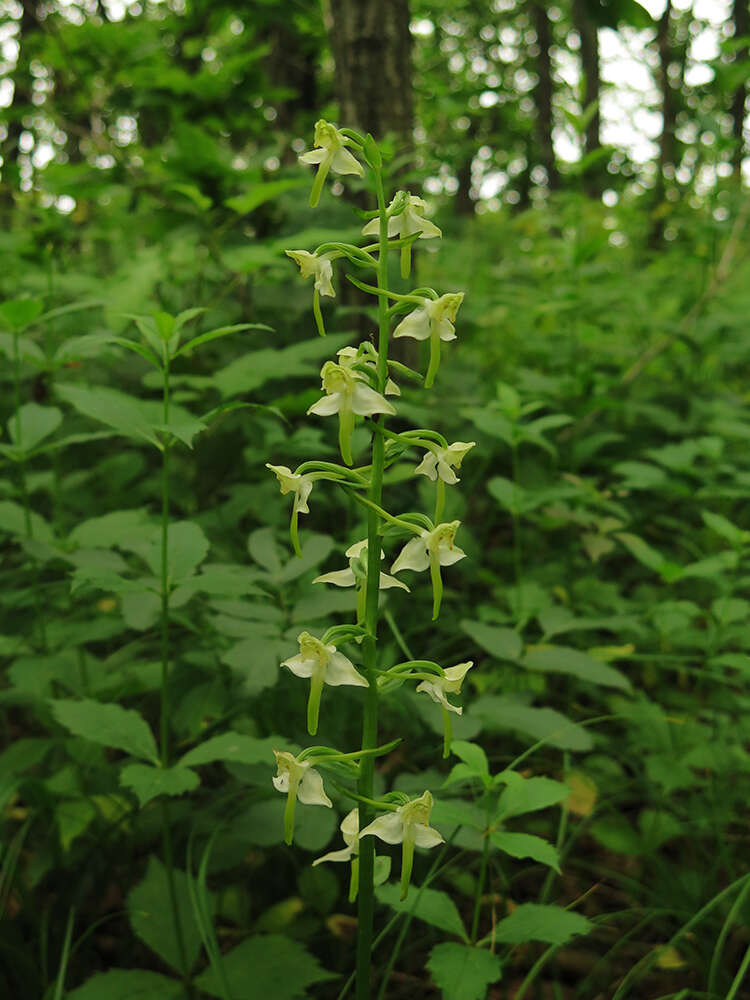 Image of Platanthera densa Freyn