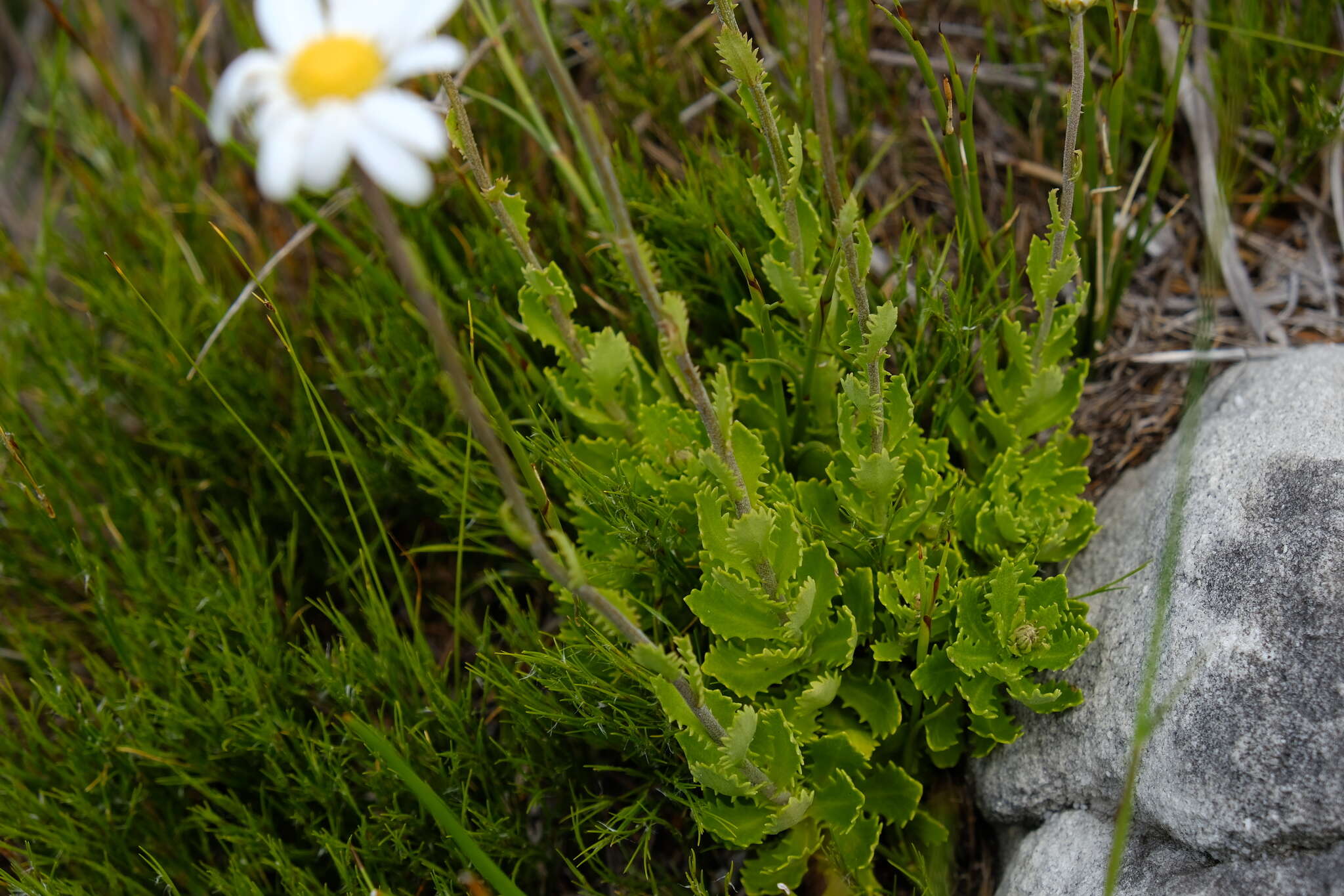 Image of Osmitopsis dentata (Thunb.) Bremer