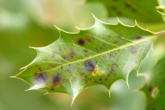 Image of Phytophthora