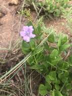 Plancia ëd Ruellia cordata Thunb.