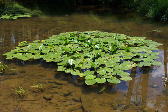 Image of Yellow Water-lily