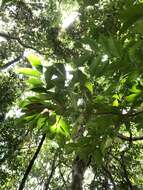 Image de Syzygium acuminatissimum (Bl.) DC.