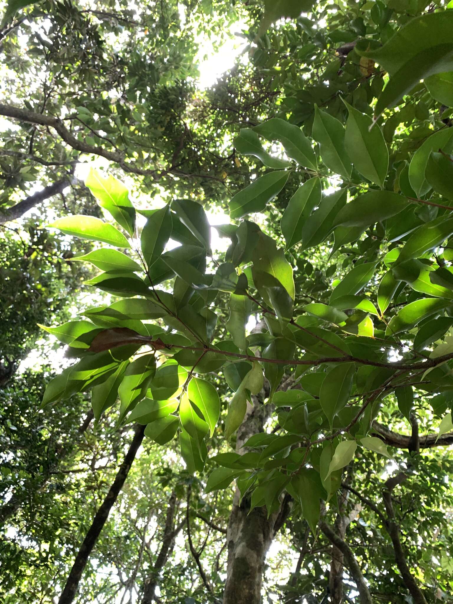 Image de Syzygium acuminatissimum (Bl.) DC.