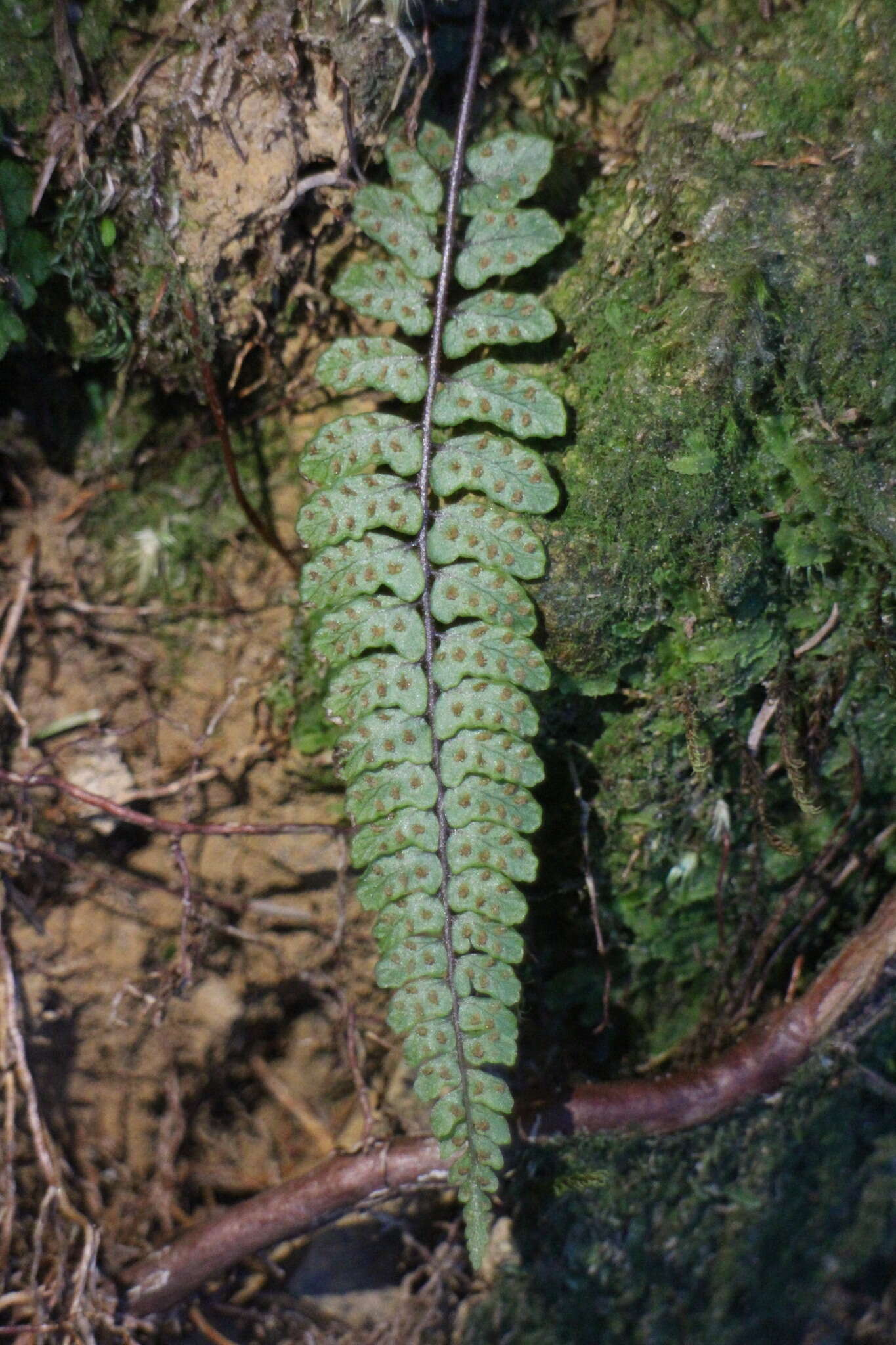 Image de Athyrium nakanoi Mak.