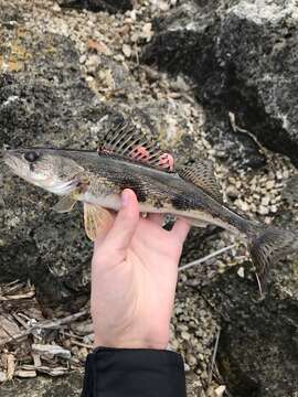 Image of Pike perch