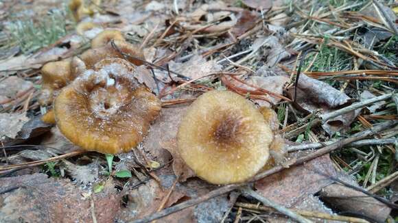 Plancia ëd Hygrophorus hypothejus (Fr.) Fr. 1838