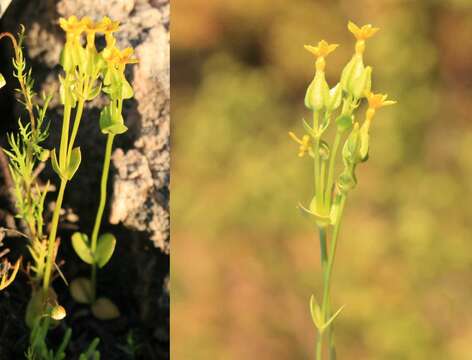 Image of Sebaea micrantha (Cham. & Schltdl.) Schinz