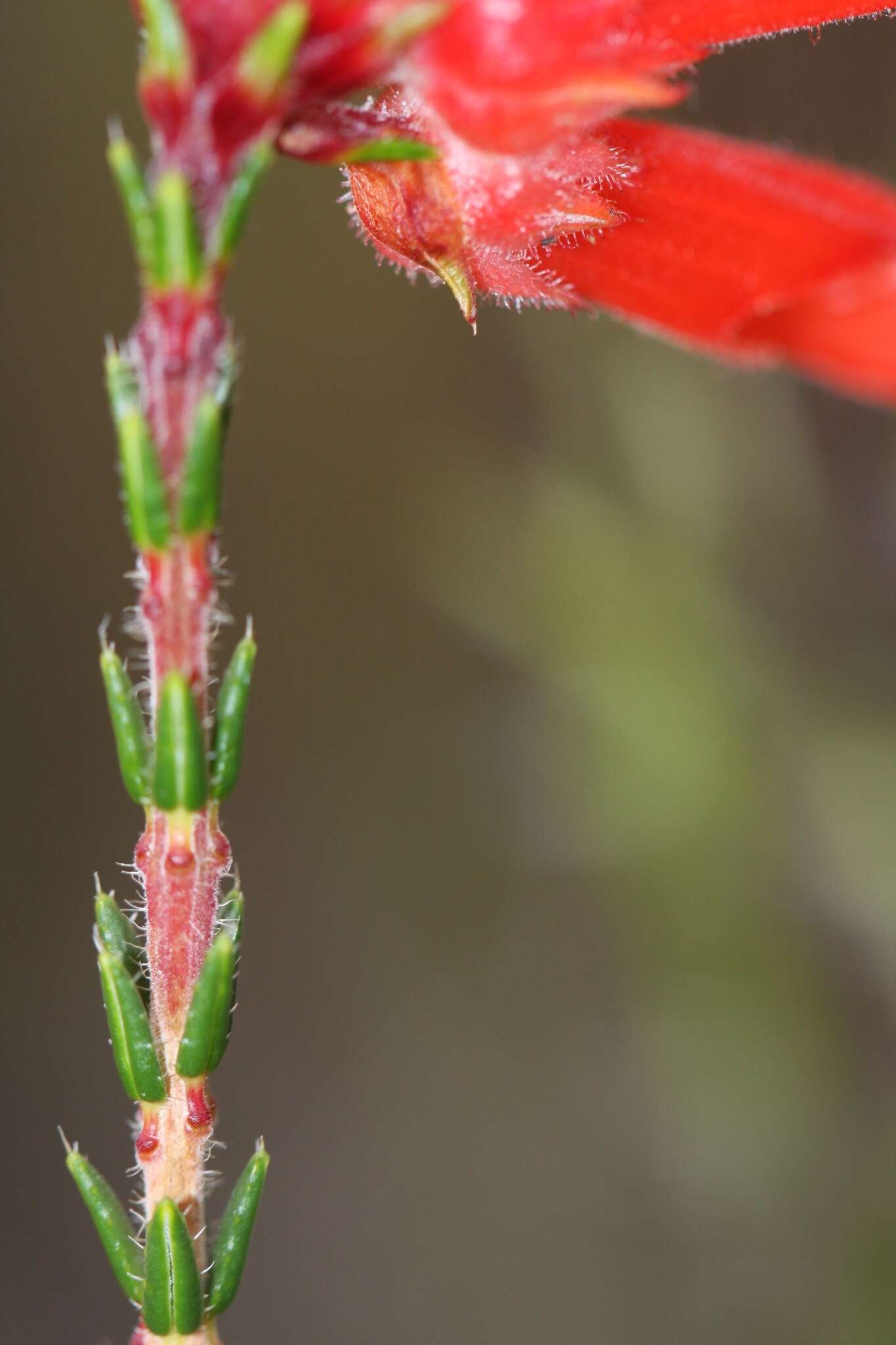 Imagem de <i>Erica <i>cerinthoides</i></i> subsp. cerinthoides