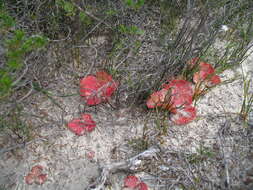 Image de Drosera magna