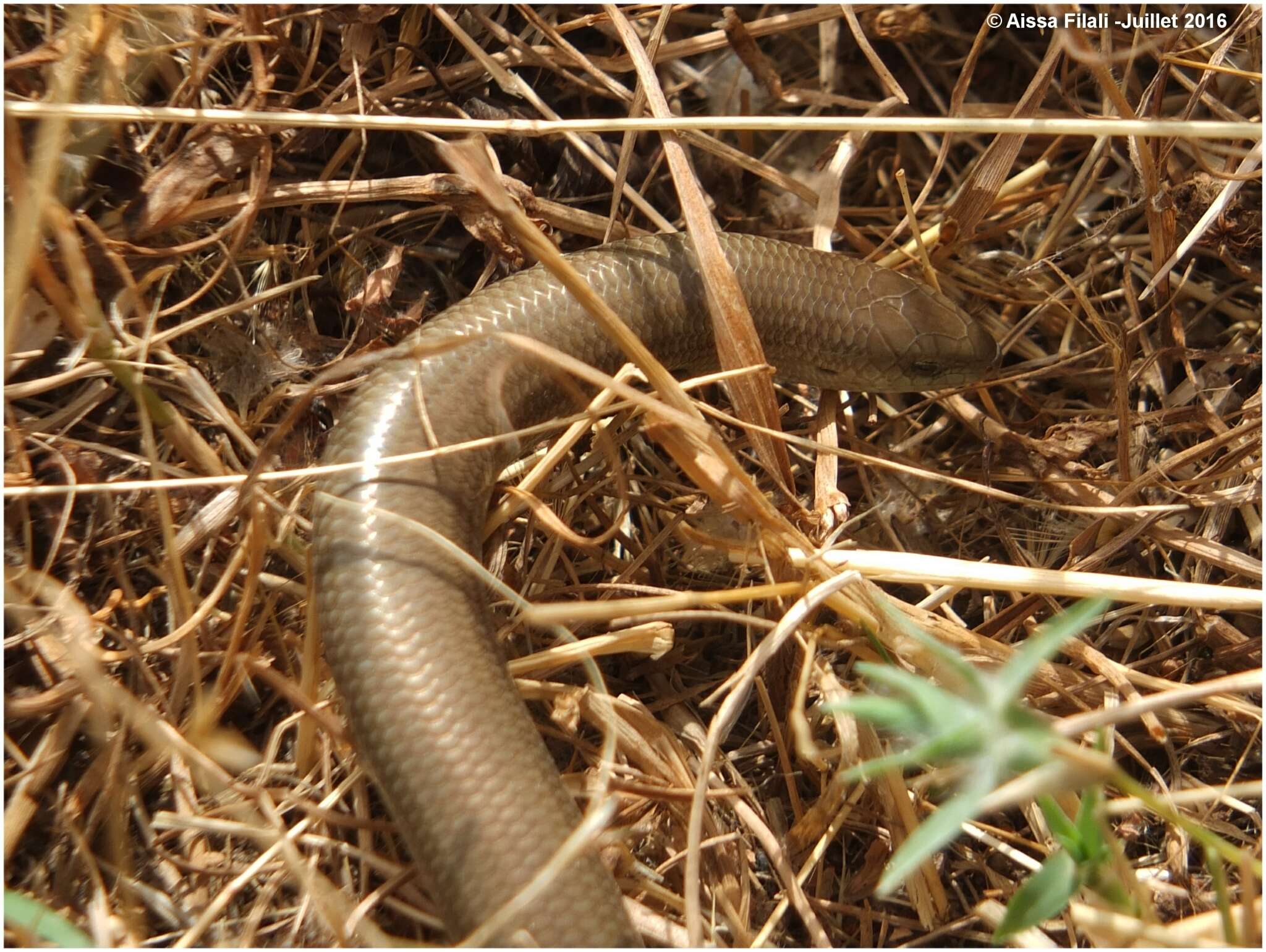 Image of Algerian Three-toed Skink