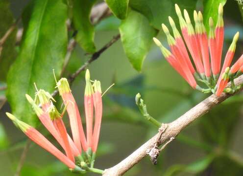 Imagem de Amylotheca dictyophleba (F. Müll.) Tieghem