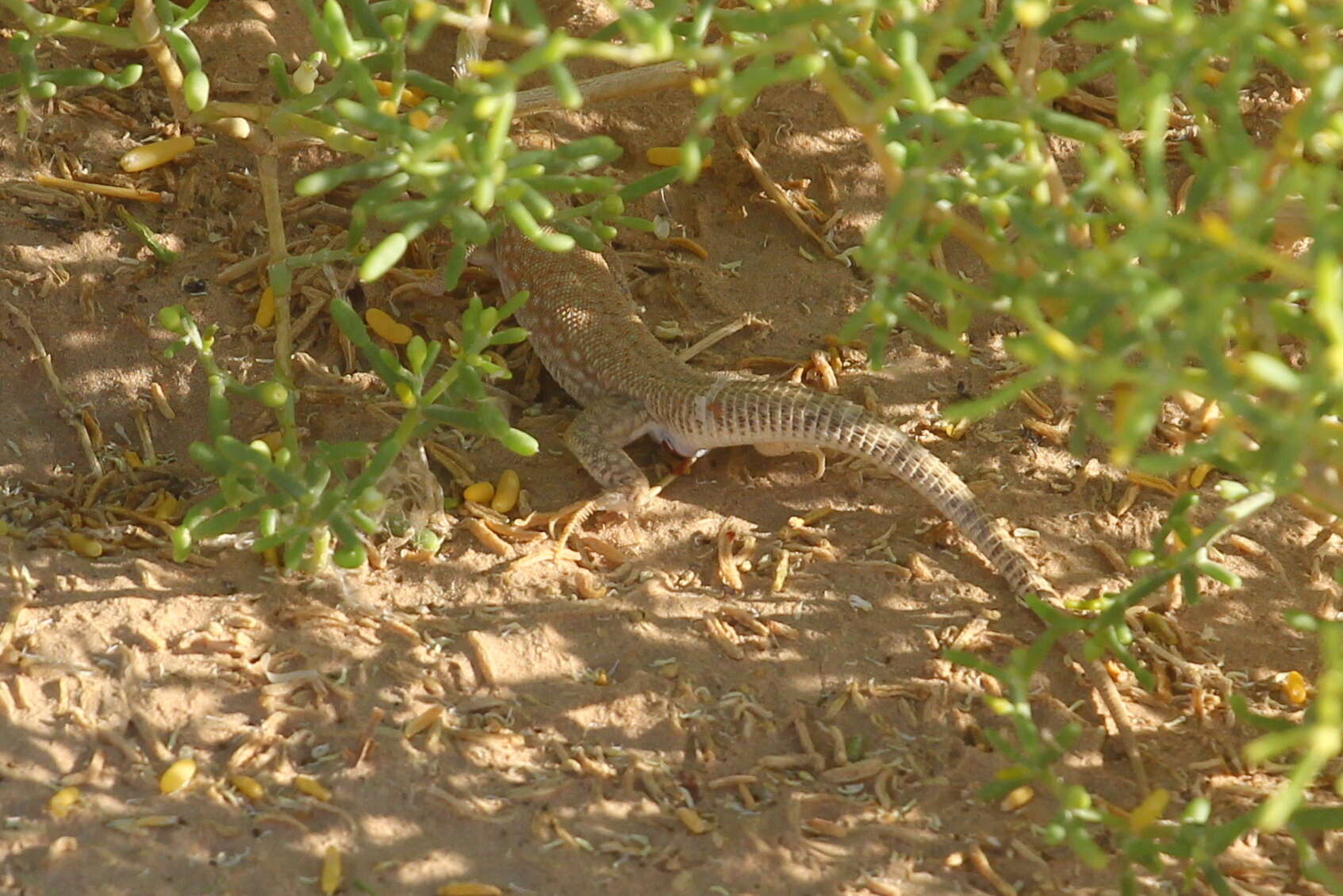 Plancia ëd Acanthodactylus schmidti Haas 1957