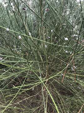 Слика од Cytisus striatus (Hill) Rothm.