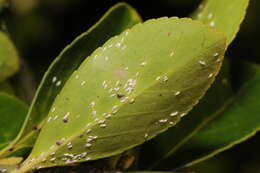 Image of Euonymus scale