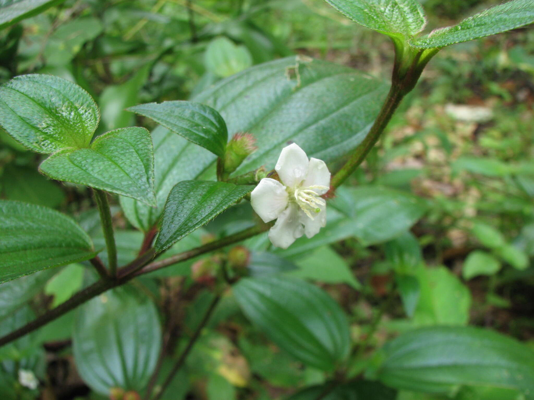 Image of Melastoma cyanoides Sm.