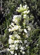 صورة Colletia hystrix Clos