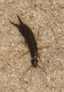 Image of Maritime earwig