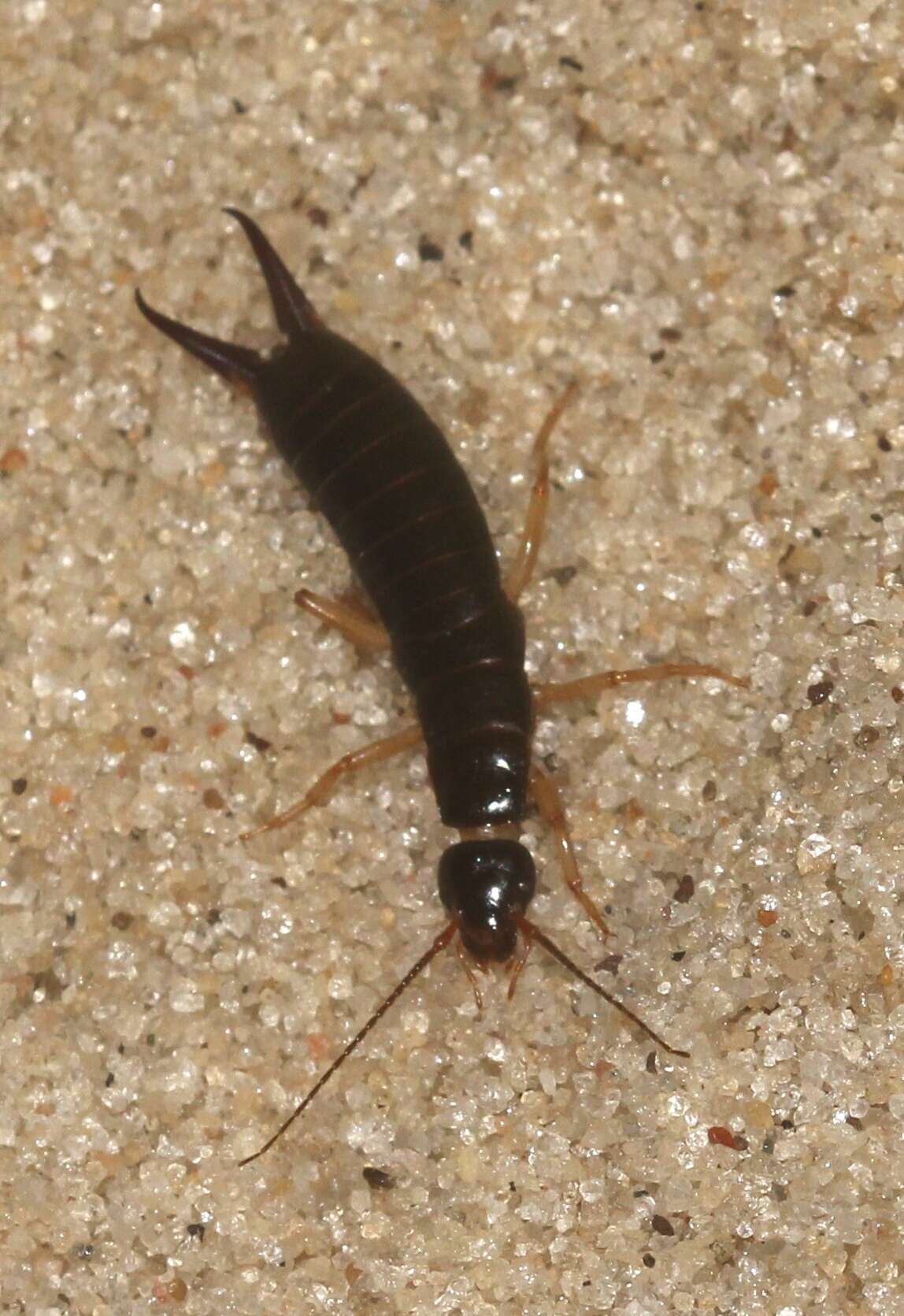 Image of Maritime earwig