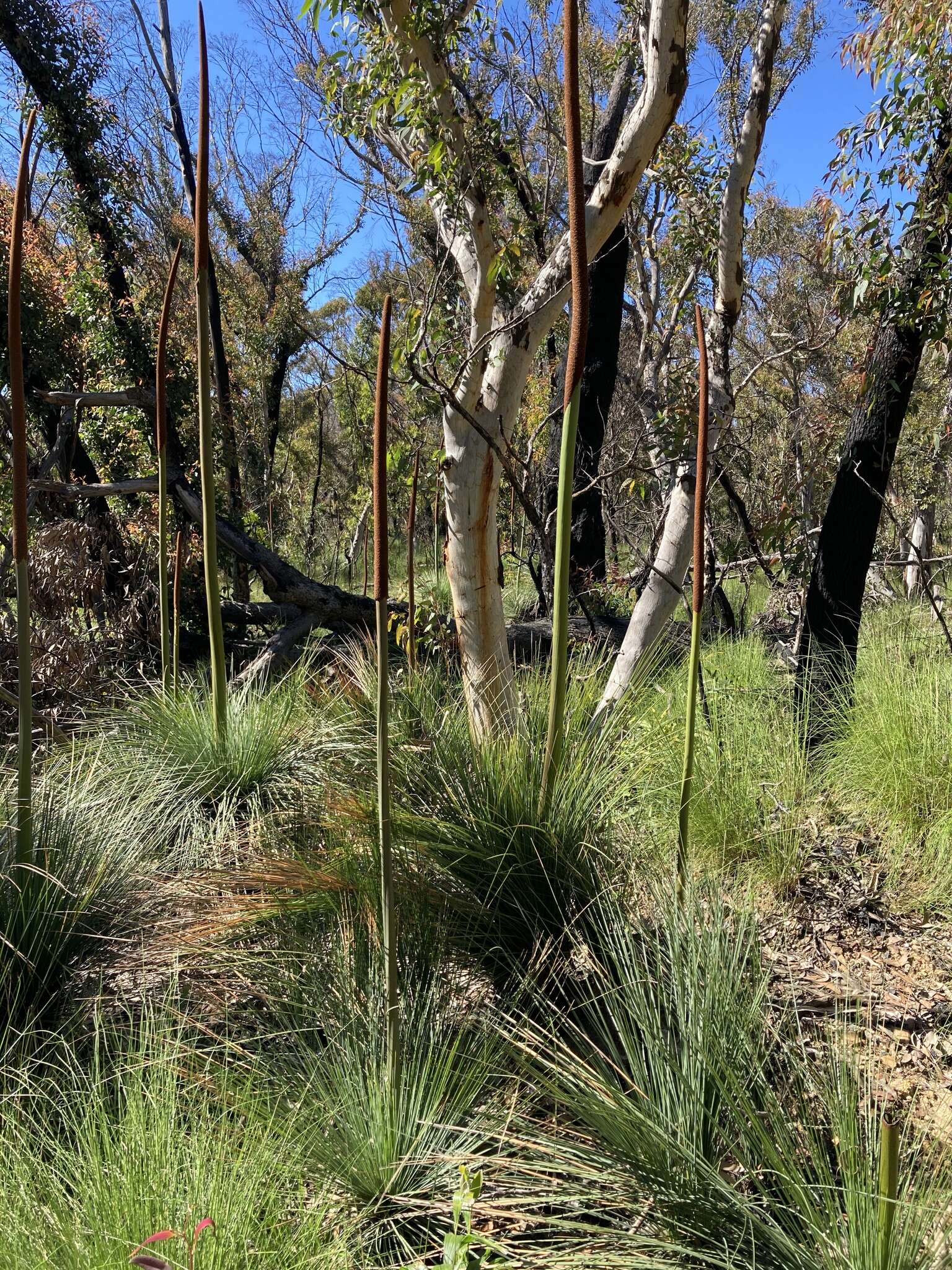 Image of Xanthorrhoea resinosa Pers.