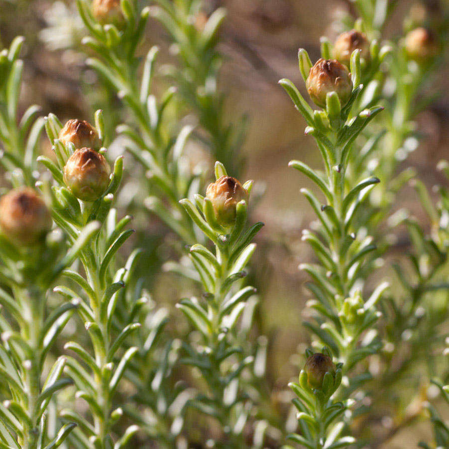 Image of Oedera fruticosa (L.) N. G. Bergh