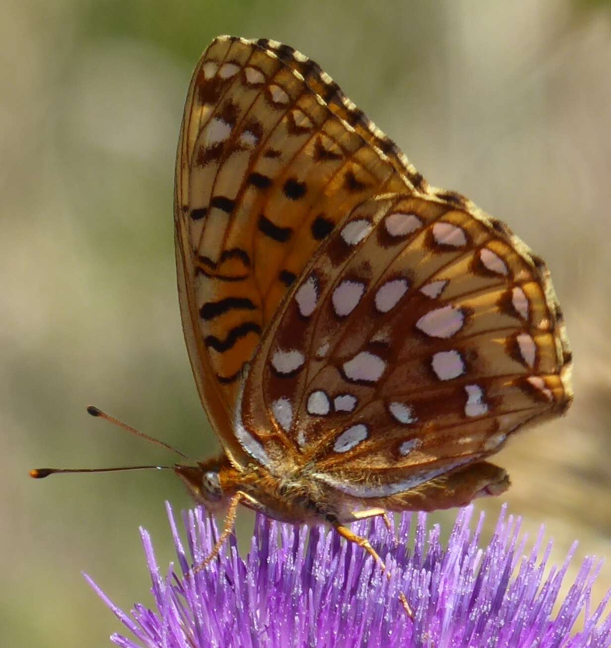 Image de Speyeria hesperis ratonensis Scott 1981