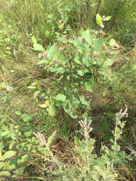 Image of western snowberry