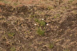 Image of Afroaster peglerae (Bolus) J. C. Manning & Goldblatt