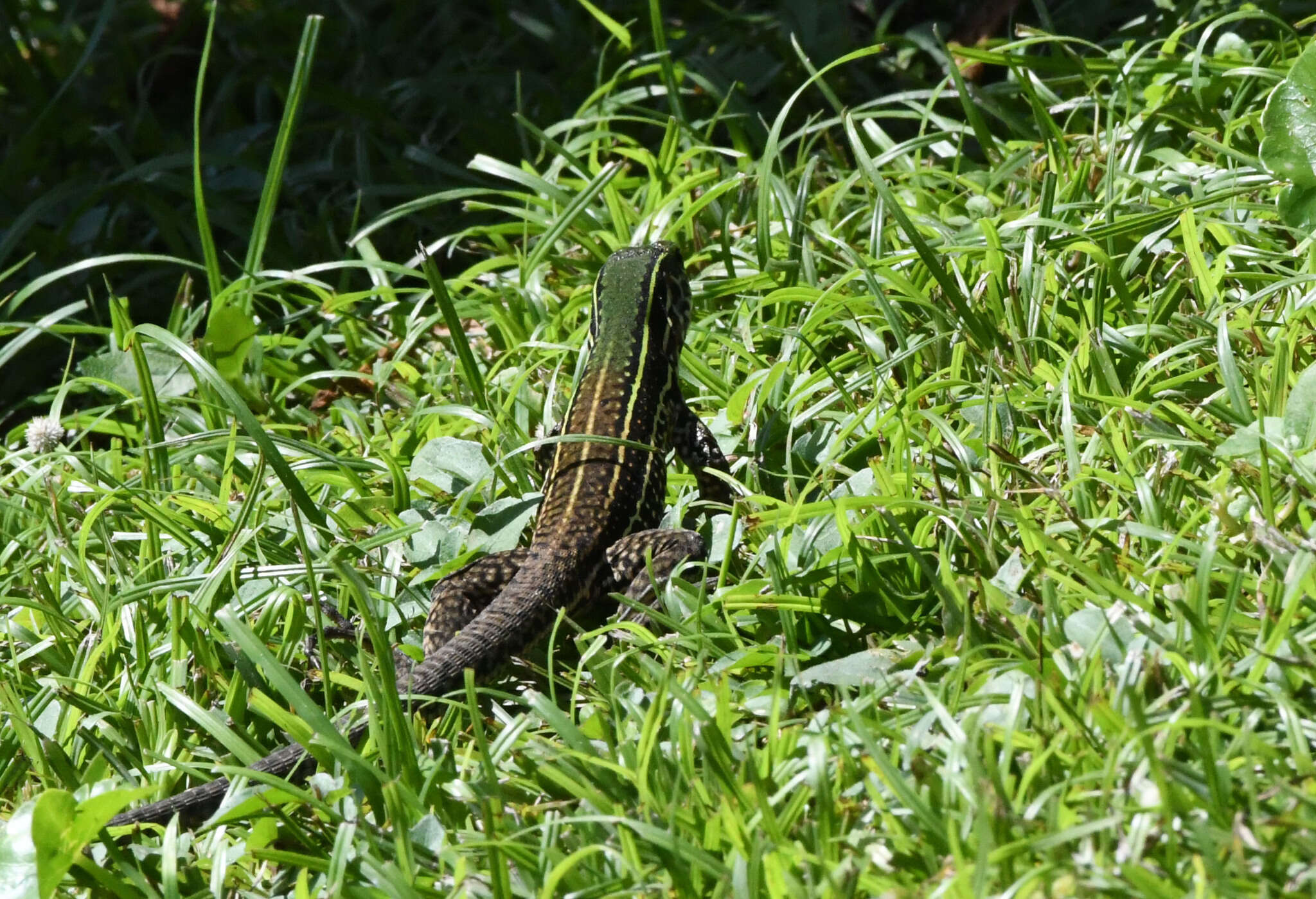 Imagem de Ameiva praesignis (Baird & Girard 1852)