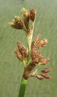 Image of Schoenoplectus scirpoides (Schrad.) Browning